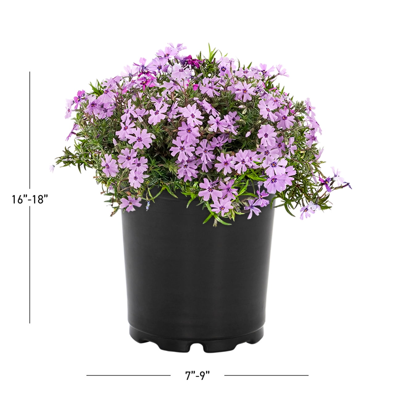 Expert Gardener 2QT Purple Phlox Live Perennial Plant Sun 3-Pack