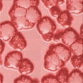 thumbnail image 1 of Ahgly Company Machine Washable Indoor Square Transitional Light Coral Pink Area Rugs, 8' Square, 1 of 7