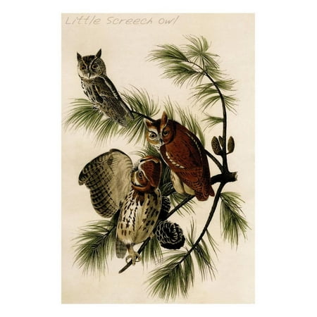 - Little Screech Owl Print Wall Art By John James Audubon