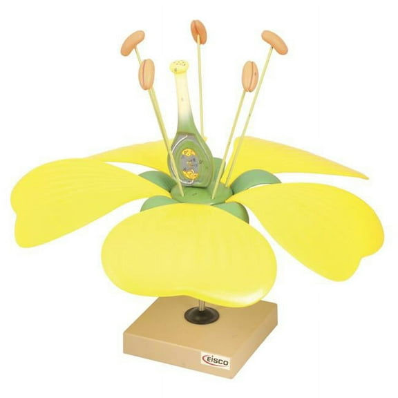 Eisco Labs Model Typical Flower