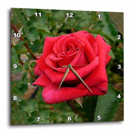 3drose, Red Ht Rose, 10x10 Wall Clock