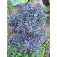 thumbnail image 5 of 20 FILIUS BLUE PEPPER Capiscum Annuum Christmas Pepper Vegetable Seeds, 5 of 5