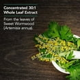 thumbnail image 5 of NutriCology Artemisia - 500 mg Sweet Wormwood Extract - Traditional Herbal Support - Concentrated Extract - Hypoallergenic - 100 Servings - 100 Capsules, 5 of 5