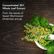 NutriCology Artemisia - 500 mg Sweet Wormwood Extract - Traditional Herbal Support - Concentrated Extract - Hypoallergenic - 100 Servings - 100 Capsules