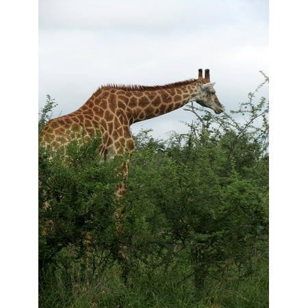 - Canvas Print Female Fauna Giraffe Eatting Animal African Male Stretched Canvas 10 x 14