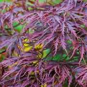 Brighter Blooms - Tamukeyama Japanese Maple Tree, 3-4 ft. - No Shipping to AK, AZ, HI
