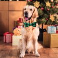 thumbnail image 5 of Paquete de 2 collares navideños para perros, collares clásicos para perros a cuadros de búfalo con pajarita extraíble, ajustable, 5 of 5