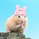 thumbnail image 3 of Gorro de punto para hámster, adorable gorro para mascota pequeña, con correa ajustable, diseño de ranas, conejos y zanahorias, plegable y portátil, de lana suave, ideal para hámsteres y, 3 of 8