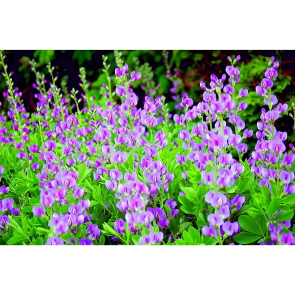 50 Indigo Bush Seeds for Planting - Stunning Color - Indigofera amblyantha