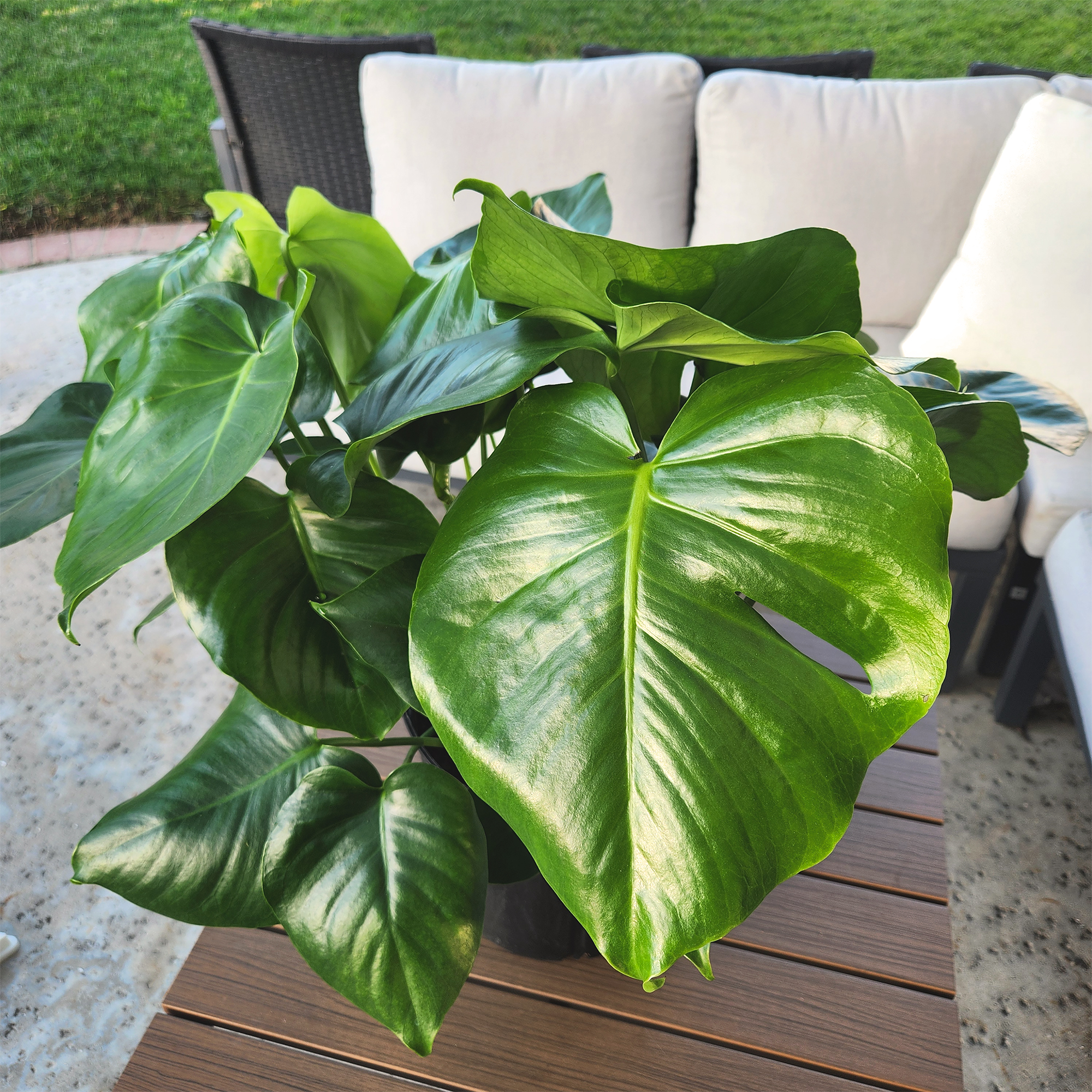Monstera Tauerii in 10" Grower Pot, Air Purifying Live Plant