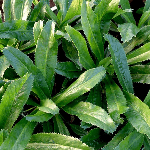 Set of 500 Culantro Seeds,Culantro Seeds for Planting, Ngo Gai Seed, Outdoor Planting