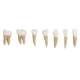 thumbnail image 3 of 28 pc / para adultos 1: 1 modelo de permanentes herramientas shamjiam Dientes dentales, 3 of 8