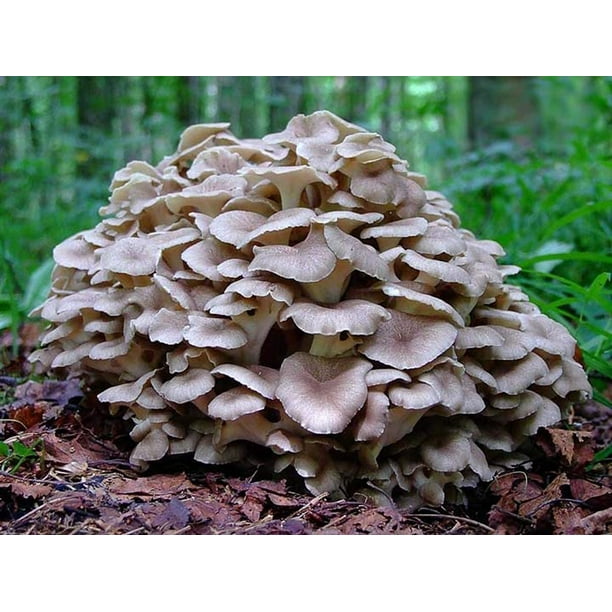 sUA Spores Maitake Dancing Mushrooms s Mycelium Spawn Substrate for