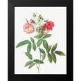 thumbnail image 2 of Redoute, Pierre Joseph 19x24 Black Modern Framed Museum Art Print Titled - Subcorymbose Hudson Rose, Rosa Hudsoniana Subcorymbosa, 2 of 5