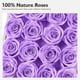 thumbnail image 3 of Rosas preservadas Eterfield Forever Flowers, caja de 16 rosas, color morado claro, 3 of 6