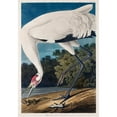 thumbnail image 3 of Audubon, John James 14x18 Black Modern Framed Museum Art Print Titled - Hooping Crane, 3 of 5