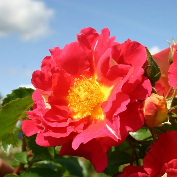 Heirloom Roses Rose Bush - Bajazzo® Climbing Roses , Live Rose Plant