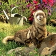 thumbnail image 3 of Puppet Ferret (Other), 3 of 5