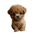 thumbnail image 2 of Toy de peluche de peluche para perros realistas caminando caminata de caminata compacto lindo regalo electrónico cachorro para mujeres adultos niños Marrón, 2 of 8