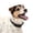 Black, variant on PetSafe Comfort Dog Collar – Adjustable Fit for Small, Medium and Large Dog Breeds – Reflective Stitching -- High-Quality Padded Materials – Built-in D-Ring – Small, Black