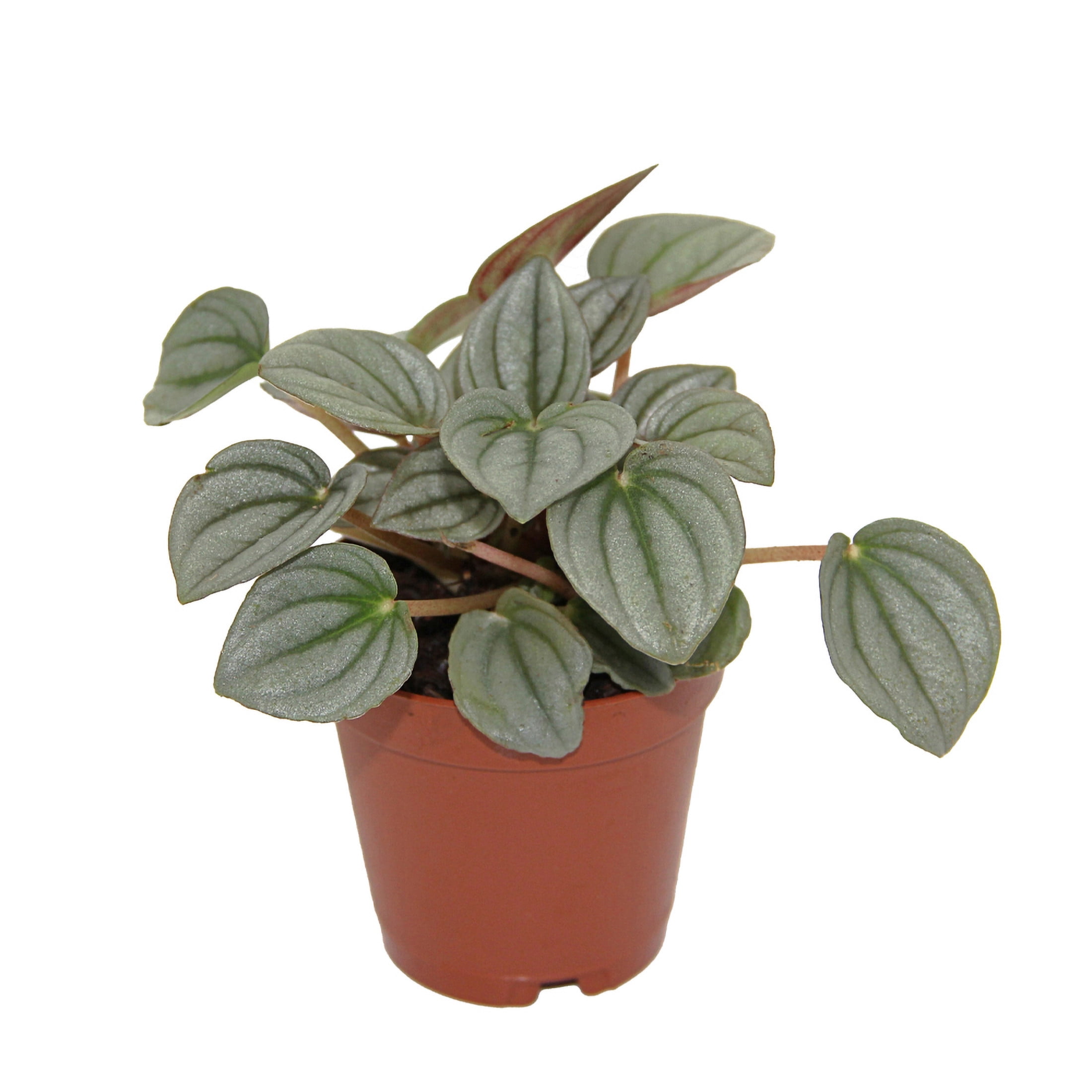 ReptiCulture Assorted Peperomia Tropical 2" 3 pk