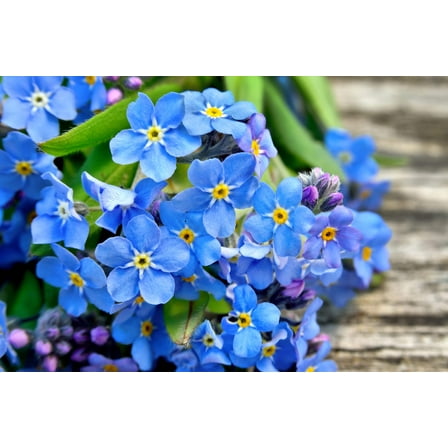 500 Blue FORGET ME NOT Myosotis Sylvatica Shade or Sun Perennial Flower Seeds