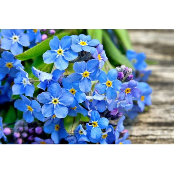 500 Blue FORGET ME NOT Myosotis Sylvatica Shade or Sun Perennial Flower Seeds