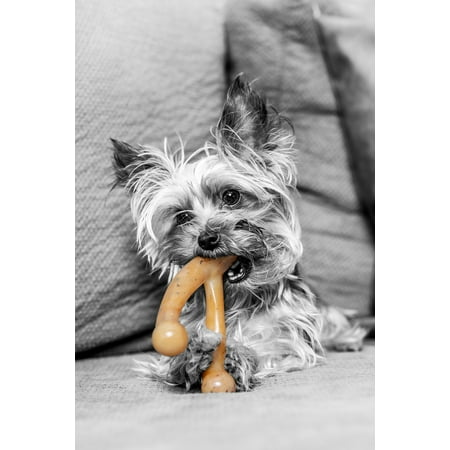 Pet Qwerks BarkBone Natural Instincts Bacon Infused Wishbone Nylon Bone Dog Chew Toys for Aggressive Chewers - Real Bacon, Small