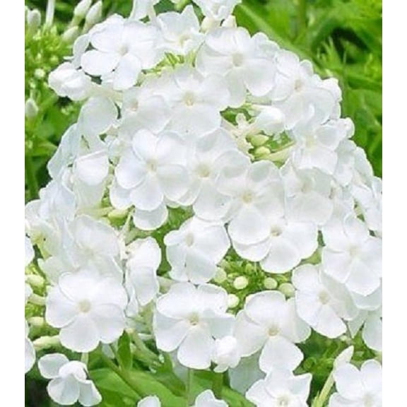50 Pure White Phlox Seeds, Partial Shade Flowering Garden Seeds