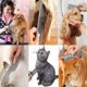 thumbnail image 5 of Pet Grooming Comb, 4 Pieces Stainless Steel Grooming Combs for Dogs and Cats, Barber Grooming Tools, 5 of 5