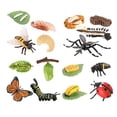 thumbnail image 4 of MERIGLARE Life Cycle Learning Toys Cognitive Preschool for Party Daycare Presentations D, 4 of 9