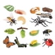 thumbnail image 4 of Juguetes de aprendizaje del ciclo de vida, accesorios didácticos, animales, plantas, figuras, juguetes Montessori Estilo D, 4 of 9