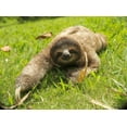 thumbnail image 2 of Cute Three Toe Sloth Wall Mural by Wallmonkeys Peel and Stick Graphic (36 in W x 27 in H) WM53911, 2 of 4