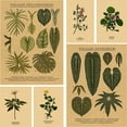 thumbnail image 2 of Póster de ilustración botánica, carteles de Papel Kraft de hojas de plantas y flores, decoración Vintage para el hogar, habitación, Bar, cafetería, arte estético, pintura de pared, 2 of 4