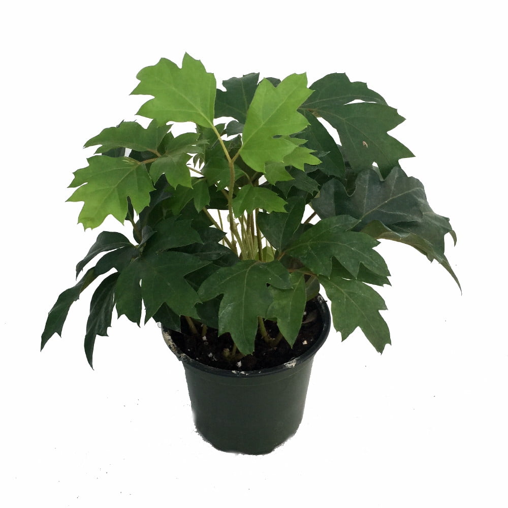Oak Leaf Grape Ivy Plant Cissus rhombifolia 4" Pot