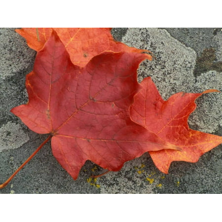 Sugar Maple Foliage in Fall, Rye, New Hampshire, USA Print Wall Art By Jerry & Marcy