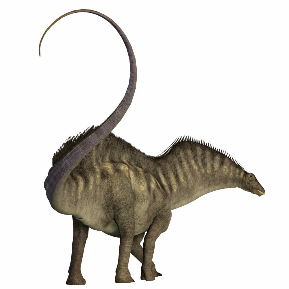 amargasaurus fossil