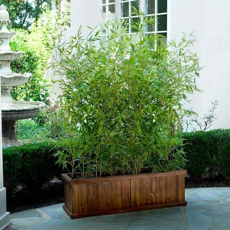 Bambusa Multiplex Green Hedge Bamboo - 3 Live Non-Invasive