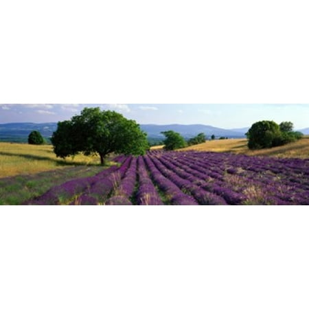 Flowers In Field Lavender Field La Drome Provence France Canvas Art - Panoramic Images (18 x