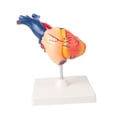 thumbnail image 3 of Modelo de corazón humano, modelo de corazón anatómicamente preciso, material didáctico, anatomía del esqueleto humano profesional para estudio en el, 3 of 9
