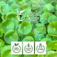 thumbnail image 2 of Organic Way Dried Gotu Kola Cut & Sifted (Centella Asiatica) - Organic & Kosher Certified | Raw, Vegan, Non GMO & Gluten Free | USDA Certified | Origin - India (1/2 lbs / 8 oz), 2 of 9