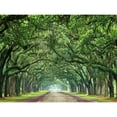 thumbnail image 3 of McLoughlin, James 18x15 Black Modern Framed Museum Art Print Titled - Canopy Road VI, 3 of 5