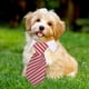 thumbnail image 4 of Corbata ajustable para perros y gatos, ropa para mascotas, cuello blanco, 4 of 5