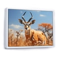 thumbnail image 2 of Designart "Antelope beautyful Wanderer" Animals Floater Framed Canvas Art Print, 2 of 7