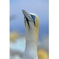 thumbnail image 2 of Fitzharris, Tim 23x32 Black Ornate Wood Framed with Double Matting Museum Art Print Titled - Northern Gannet II, 2 of 4
