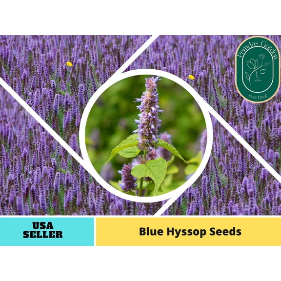 150 Seeds| Blue Hyssop Seeds- Authentic Seeds ~ GMO Free ~ Seeds~Flower seeds~ Vegetable seeds~ Asian Garden~ Flowers~ Herbs B5G1 #7002
