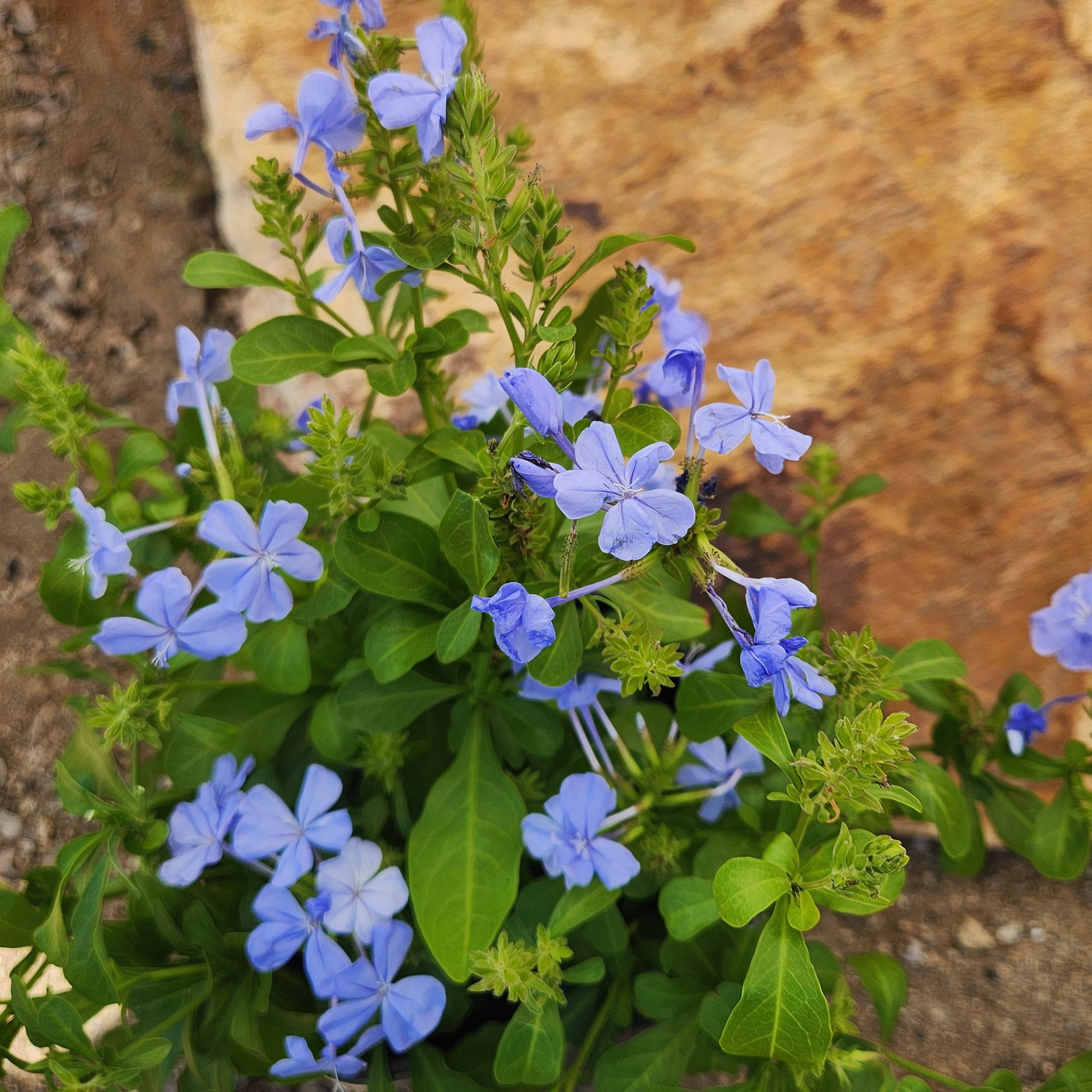 Altman Plants Plumbago Capensis Flowers, 2.5 Qt. Pot, Full Sun, Live Outdoor Plants