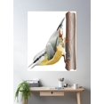 thumbnail image 2 of Nuthatch Garden Bird Illustration Poster Wall Art, Modern Wall Decor For Living Room Bedroom, 24x36 UNFRAMED, 2 of 3