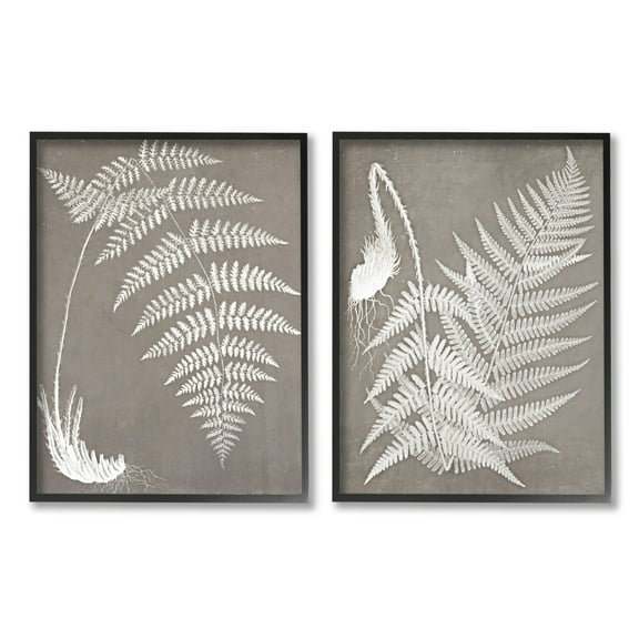 Stupell Industries Detailed Fern Plant White Botanical Herb Roots Graphic Art Black Framed Art Print Wall Art, Set of 2, Design by Graffitee Studios