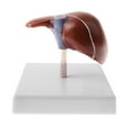 thumbnail image 7 of Lab Ornament Human Model Science, 7 of 7